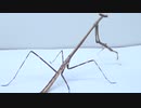 [閲覧注意!!] 再編集 クビナガカマキリにゴキブリを与えてみた。(Euchomenella sp.)