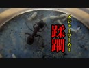 【ありの飼育記#101】蟻と白蟻の全面戦争勃発【後編】Ants vs termite【Latter half】