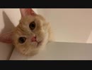 どっかのオヤジの生首
