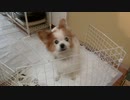食事が出てくる直前でそわそわしているワンコ（パピヨン）6