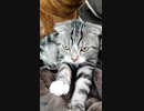 休みの朝から匠の技で起こしに来る容赦なき猫