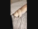 体を張ったボールの遊び。