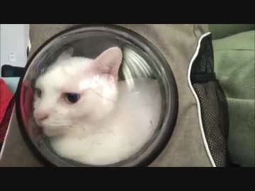 腎不全の宇宙猫、検診と思いきやフェイントを食らう（18年10月）