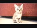 I am Maro. 猫アレルギーにもかかわらず子猫を保護しました。