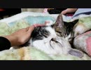 ねこー院典明「レロレロレロレロ」