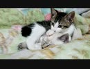 虹村ねこやす「おれぁ～バカだからよぉぉ、なにされても寝ときたいんだぜぇぇぇ」