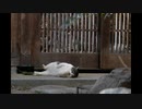 にゃんこぷるぷるしてるわああああ