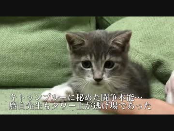 近距離パワー型コネコチャン、キャットタワーを破壊する