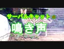 【鳴き声あり】サーバルキャットの鳴き声がたまらなくカワイイ[愛媛県立とべ動物園]（俺の動物観察）[俺のシリーズ]