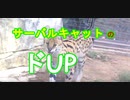 【度アップ】サーバルキャットの度アップ顔マジでカワイイ[愛媛県立とべ動物園]（俺の動物観察）[俺のシリーズ]