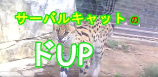 【度アップ】サーバルキャットの度アップ顔マジでカワイイ[愛媛県立とべ動物園]（俺の動物観察）[俺のシリーズ]