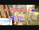 【度アップ】サーバルキャットの度アップ顔がすごくカワイイし最高[愛媛県立とべ動物園]（俺の動物観察）[俺のシリーズ]