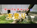 【木登り】サーバルキャットが木に登った、見た目以上に素早くて器用[愛媛県立とべ動物園]（俺の動物観察）[俺のシリーズ]