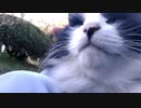 お膝の上のモフモフ天国