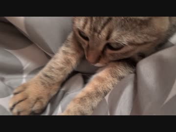 ＃137　コタツ布団にご満悦なタタルさん