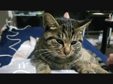 人のお腹の上でくつろぐにゃんこ□