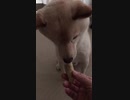 闇に紛れて焼き芋を舐める柴犬