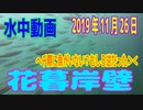 水中動画（2019年11月26日）in花暮岸壁