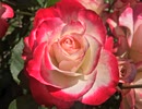 《裸足の女神／B'z》を歌ってみた✧