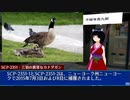 SCP-2351 - 三羽の異常なカナダガン