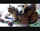 ゴールデン・レトリバーの子犬が大好きな猫