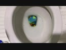 M&M'sとスライムをトイレに流してみた