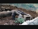 江戸川区自然動物園 オオアリクイのご飯