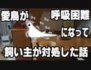 いいちこインコさんの誤嚥（ごえん）トラブル・その1
