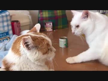 末期腎不全の愛され地域猫、緩和ケア中に寄り添う猫が現れる