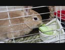 シャクシャク