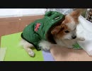 防寒着にまんざらでもないワンコ（パピヨン）