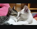 トーキングネッコとクニャッシュ
