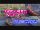イタチくん、現る！(｀・ω・´) 2019/12/09【Japanese weasel appeared !】