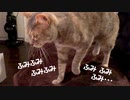 【モアクリ】 猫のふみふみマッサージ