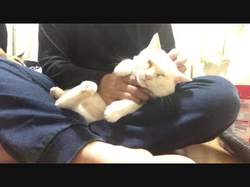 オッドアイの白たぬき(猫)、膝上で愛された過去の記憶