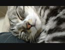 遊び疲れた猫