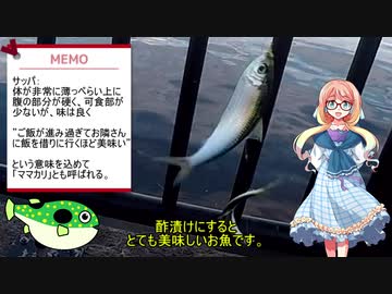 そらさんと釣りの思い出５　自作サビキ～豆アジ・サッパ他～