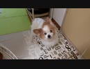 「飯はよ～！」と叫び声をあげるワンコ（パピヨン）1