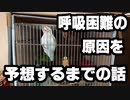 いいちこインコさんの誤嚥（ごえん）トラブル・その2