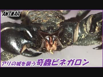 アリが防衛する城を襲う奇蟲ビネガロン！