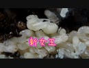 【ありの飼育記#102】エゾアカヤマアリにクロヤマアリの新女王を導入したら大変なことになった