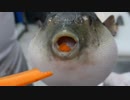 REDZONEを食べるフグ