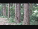 エゾリス