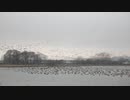 マガンのねぐら立ちin宮島沼