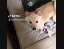 お散歩嫌でしゅ〜