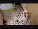 食事が出てくる直前でそわそわしているワンコ（パピヨン）7