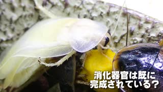 ごきぶりは脱皮直後でもエサを食べるッ・・！