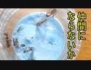 【ありの飼育記#103】野生の蟻は仲間になるのか実験してみた【検証】