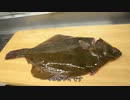 寿司職人によるマコガレイの仕込みから握りまで〜How To Make Flatfish Sushi〜
