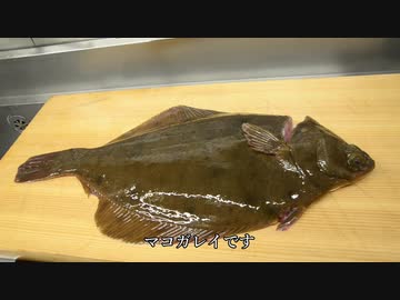 寿司職人によるマコガレイの仕込みから握りまで〜How To Make Flatfish Sushi〜